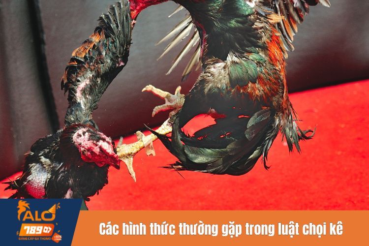 Các hình thức thường gặp trong luật chọi kê