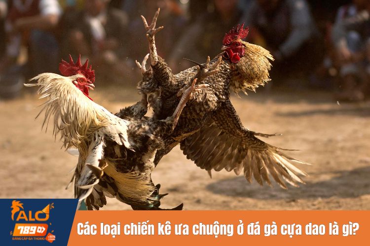 Các loại chiến kê được ưa chuộng trong đá gà cựa dao là gì?