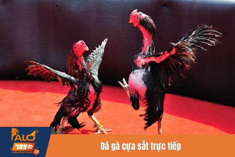 Đá gà cựa sắt trực tiếp