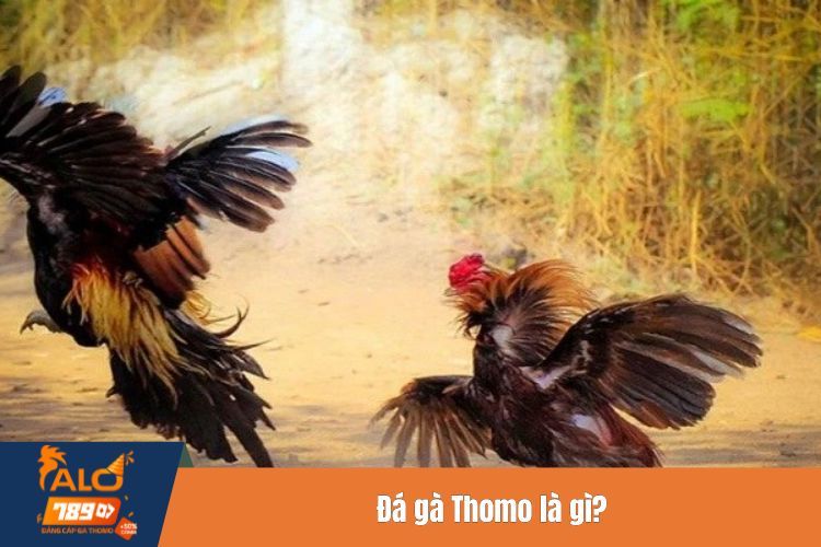 Đá gà Thomo là gì?