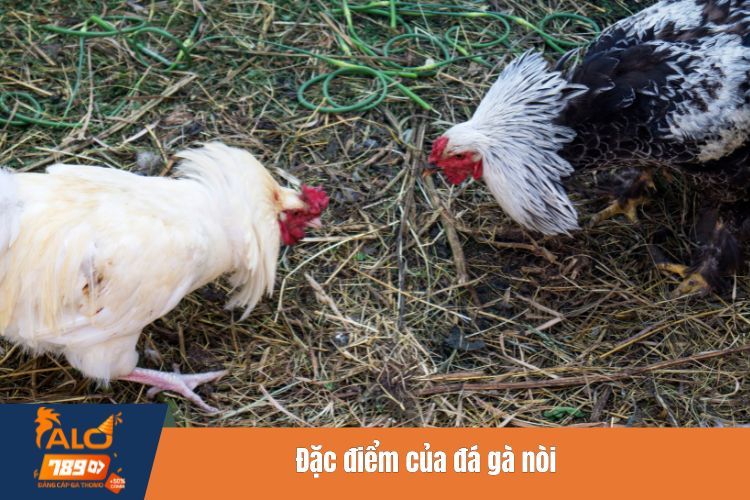 Đặc điểm của đá gà nòi