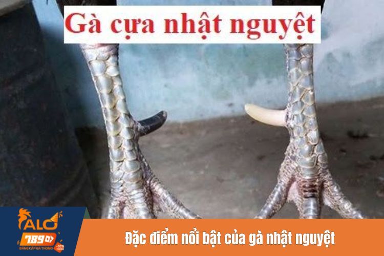 Đặc điểm nổi bật của gà nhật nguyệt