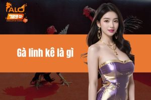 Gà linh kê là gì? Khám phá nguồn gốc và bí ẩn gà đá linh kê