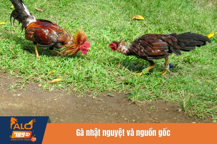 Gà nhật nguyệt và nguồn gốc