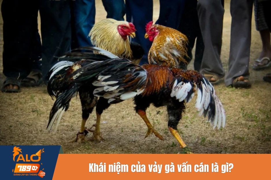 Khái niệm của vảy gà vấn cán là gì?