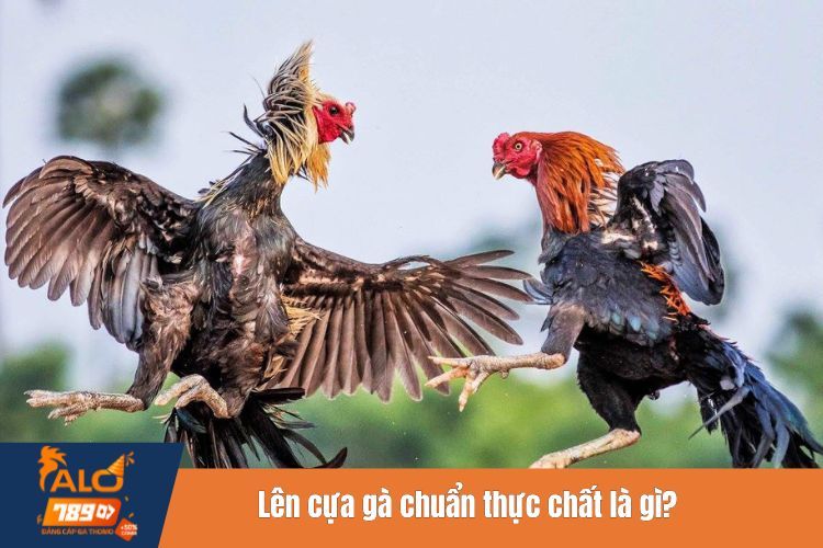 Lên cựa gà chuẩn thực chất là gì?