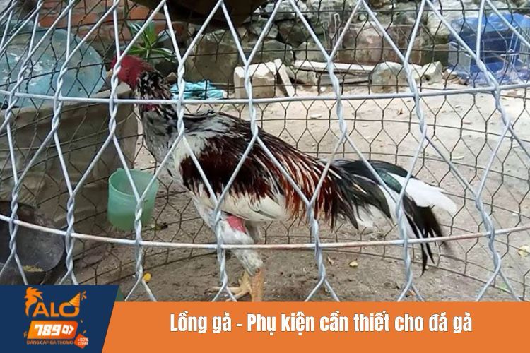 Lồng gà - Phụ kiện cần thiết cho đá gà