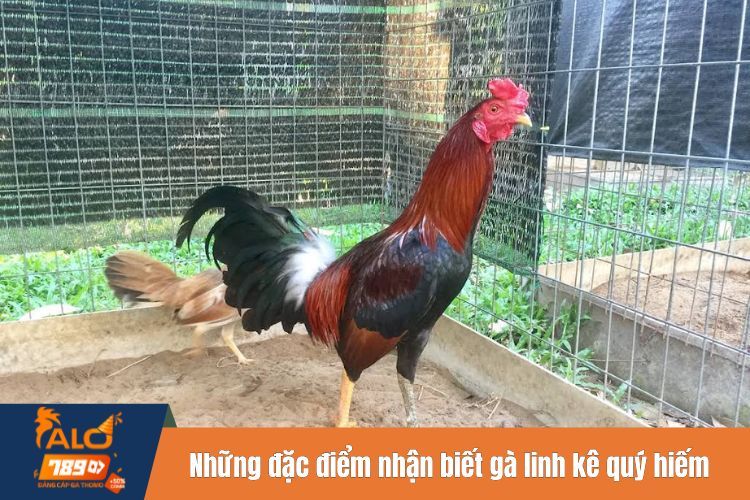 Những đặc điểm nhận biết gà linh kê quý hiếm