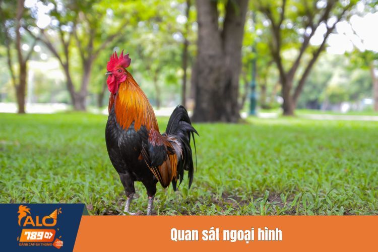 Quan sát ngoại hình