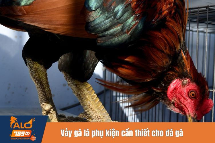 Vảy gà là phụ kiện cần thiết cho đá gà