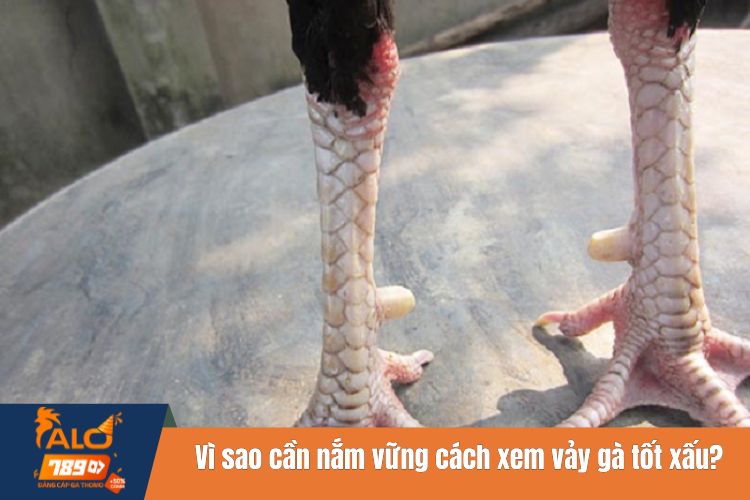 Vì sao cần nắm vững cách xem vảy gà tốt xấu?