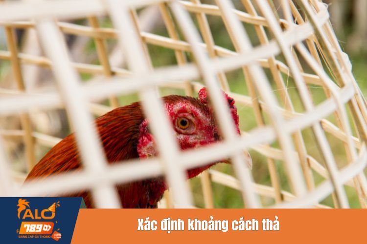 Xác định khoảng cách thả